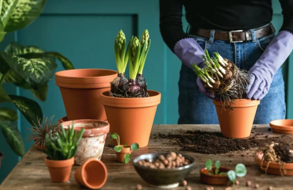 How to Separate Houseplants