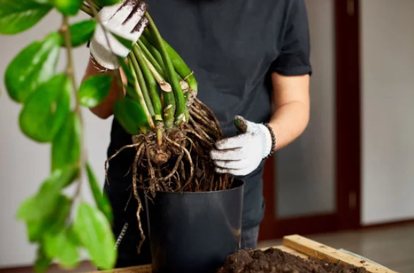 How to Separate Houseplants