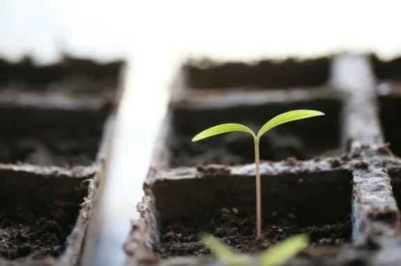 Seed Starting Mistakes