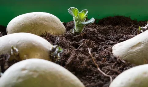 How to Grow Potatoes