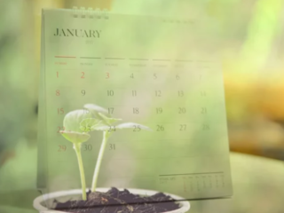 Planting Ideas