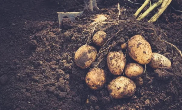 How to Grow Potatoes