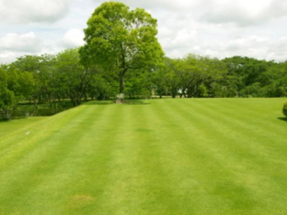 What Are The Benefits of Zoysia Grass