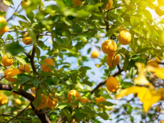How to Grow Lemons