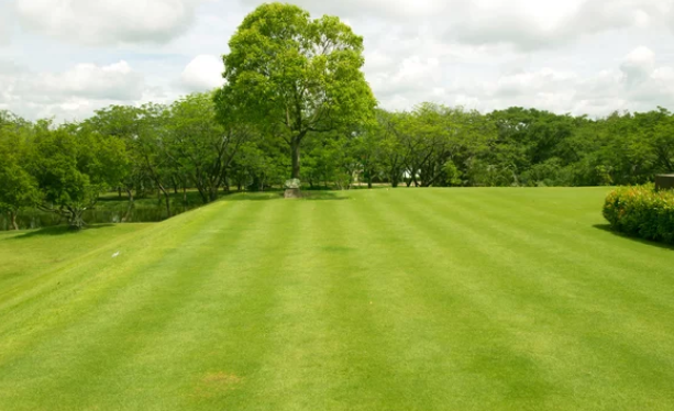 What Are The Benefits of Zoysia Grass