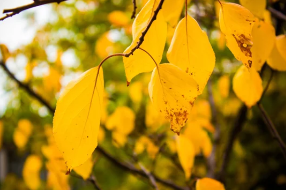 Plant Leaves Turn Yellow