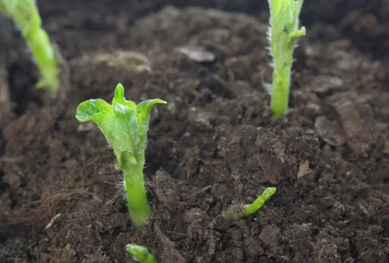 How to Grow Potatoes