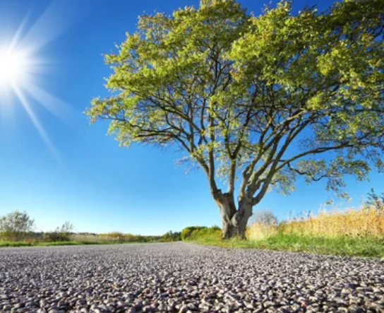 The Elm Tree