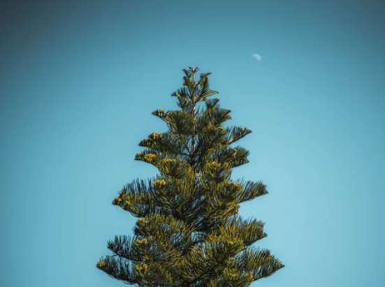 Trees That Can Be Planted Near To A House
