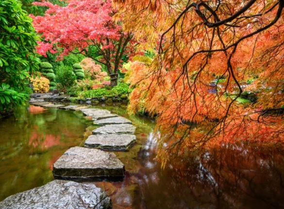 The Japanese Maple Tree