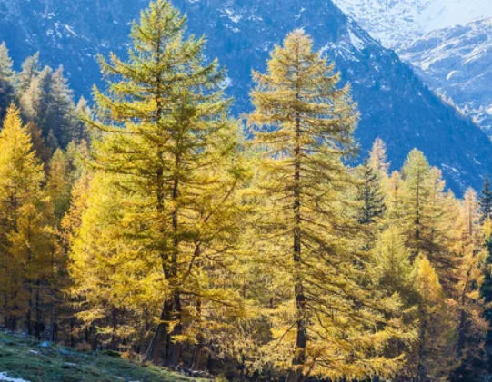 The Larch Tree