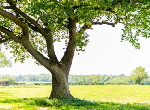 The Oak Tree