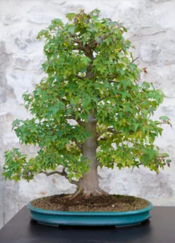 The Trident Maple