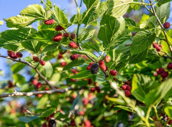 The White Mulberry Tree