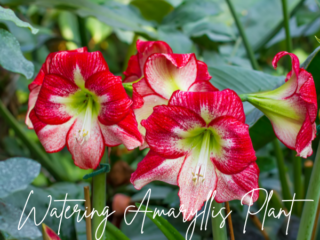 Watering Amaryllis Plant