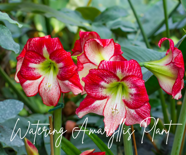 Watering Amaryllis Plant