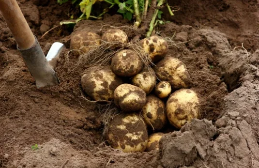 How to Grow Potatoes