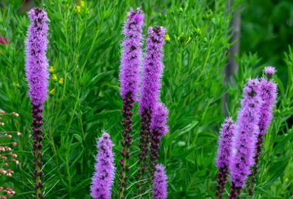 Fast Growing Wildflowers
