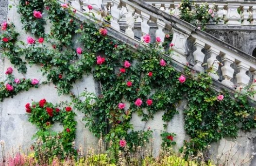 Climbing roses