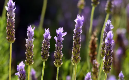 Low-Maintenance Perennial Plants