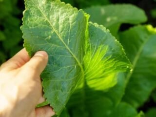 Perennial Vegetables