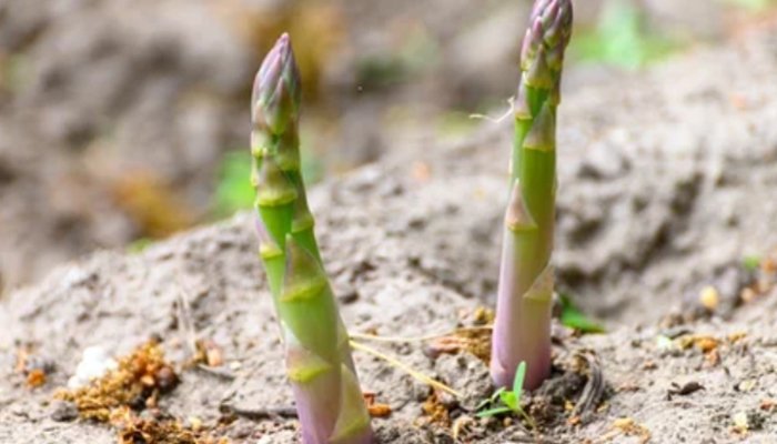 Perennial Vegetables