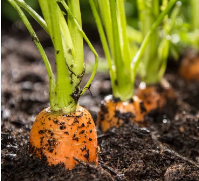 Easiest Vegetables To Grow