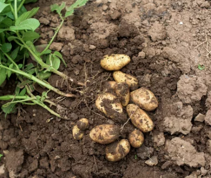 Potatoes