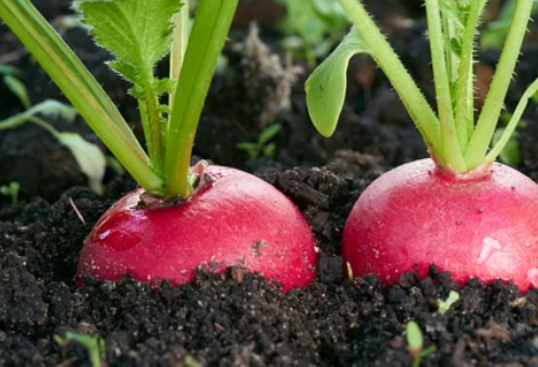Easiest Vegetables To Grow