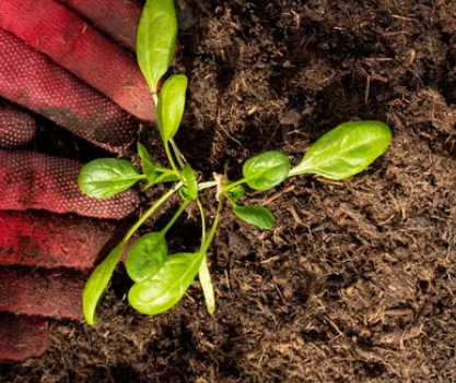 Easiest Vegetables To Grow