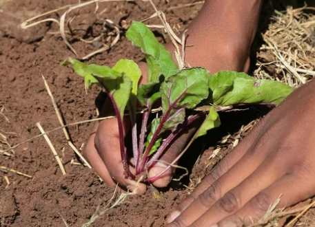 Easiest Vegetables To Grow