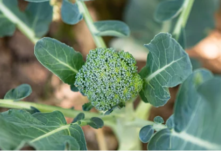 Easiest Vegetables To Grow