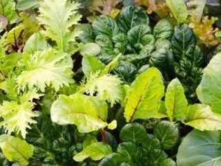 Winter Vegetables To Grow