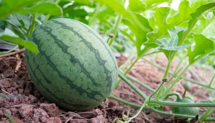 Watermelon Companion Plants