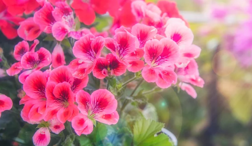 Flower To Grow in Shade