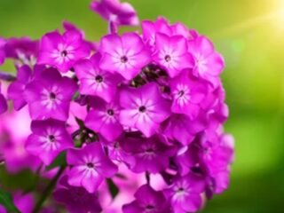 Fast Blooming Flowers