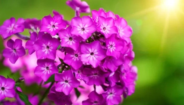 Fast Blooming Flowers