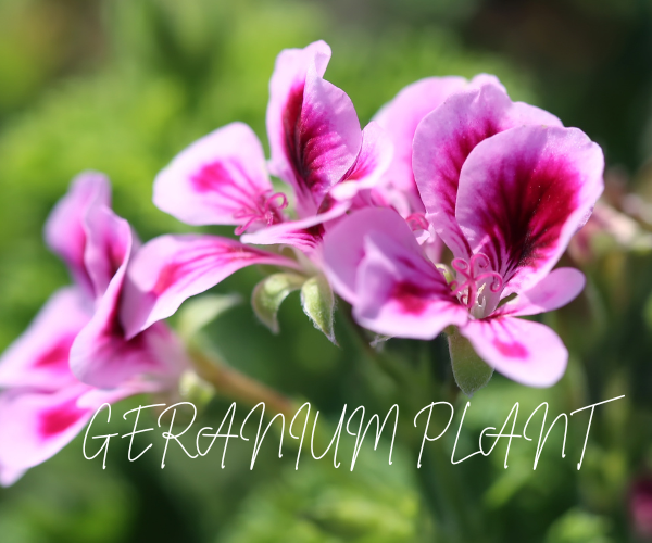 Grow Orange Geranium Plant