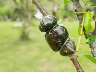 Trees That Can Be Air Layered