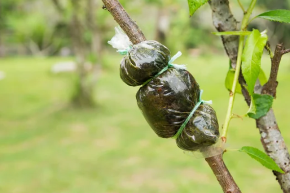 Trees That Can Be Air Layered