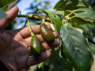 Keep Avocado Trees Small