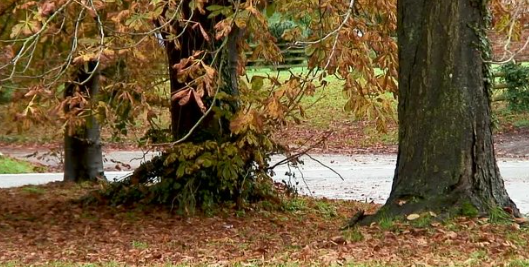 Trees Shed Their Leaves