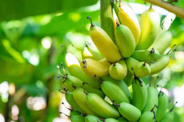 Overwatering Banana Plants