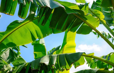 Overwatering Banana Plants
