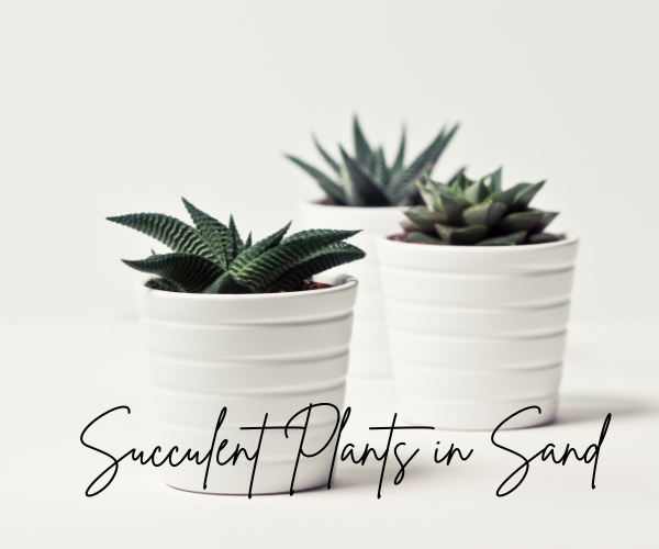 Succulent Plants in Sand