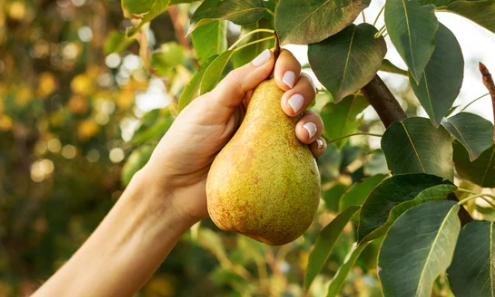 Fruit Trees for Shade