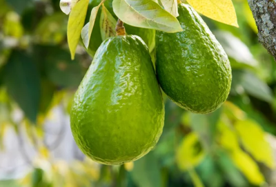 Fruits that grow the fastest