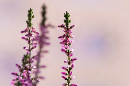 How to Grow Pink Lavender Plants