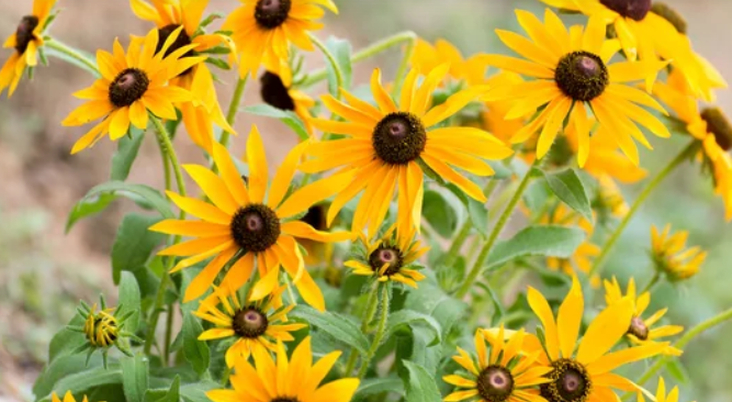 Low Maintenance Full Sun Perennials