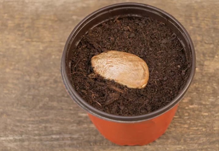 How to Sprout Mango Seeds